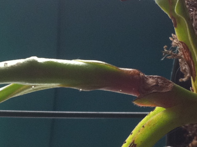 nepenthes droplets