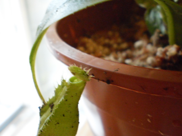 Nepenthes Hamata