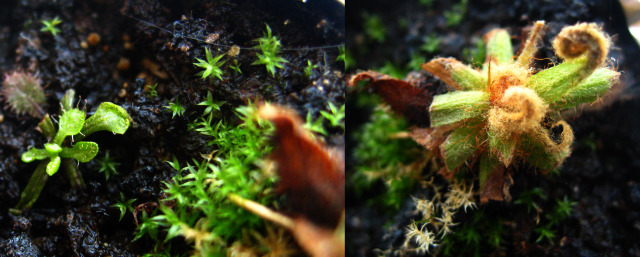 Drosera Adalaes