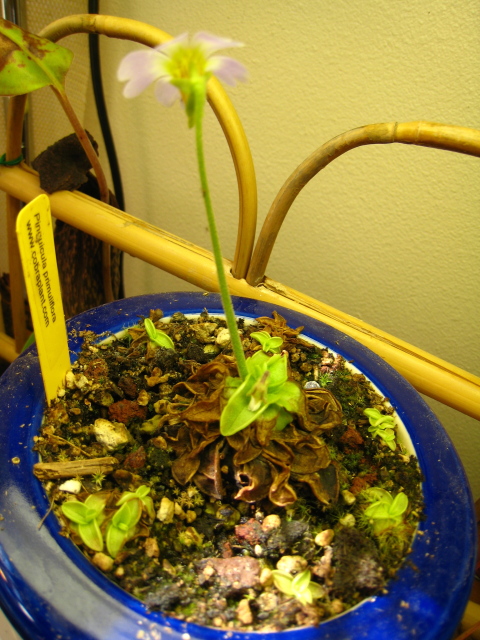 Shrinking Primrose Butterwort