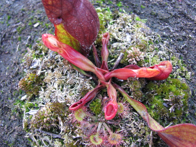 Purple Pitcher