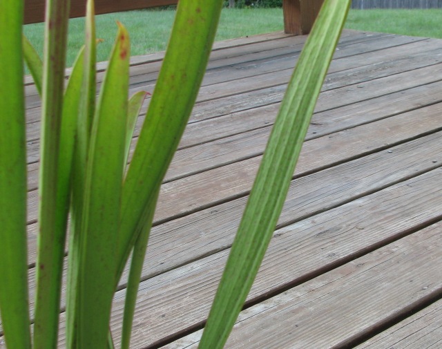 Black dots forming on the phyllodia