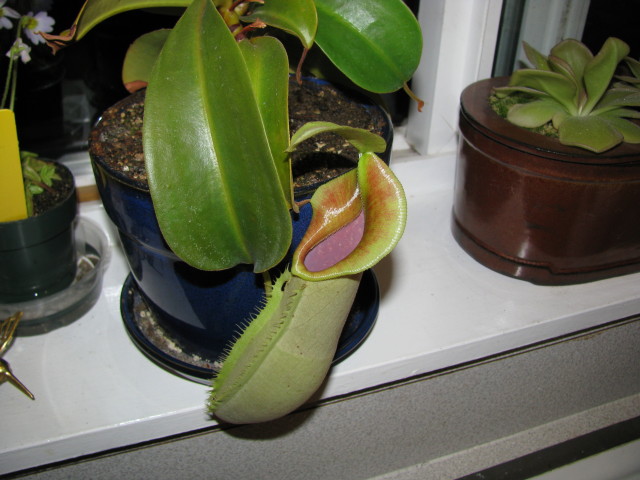 Unknown Nepenthes
