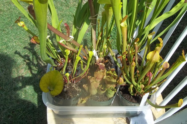 Water tray setup