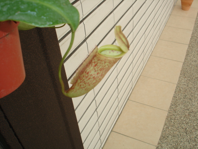 my nepenthes