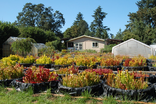 Sarracenia Northwest Nursery summer 2011