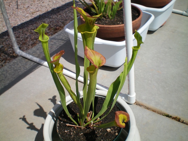 Sarracenia flava, Apache Junction, AZ