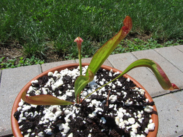 Mystery Sarracenia