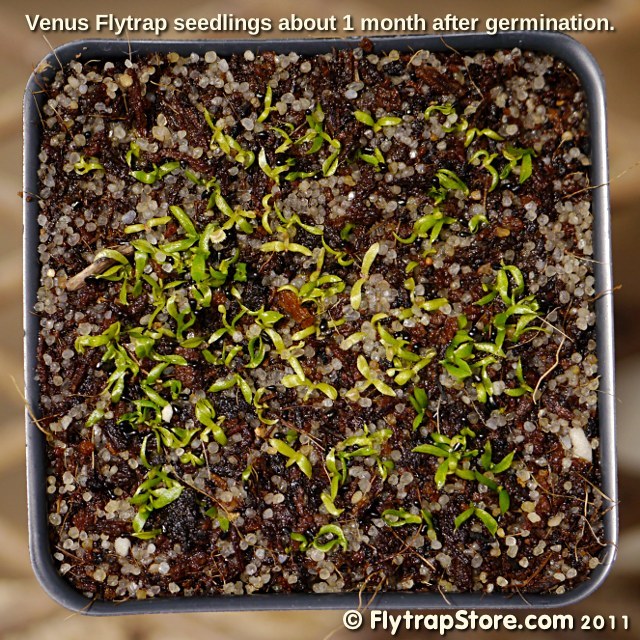 Venus Flytrap seedlings