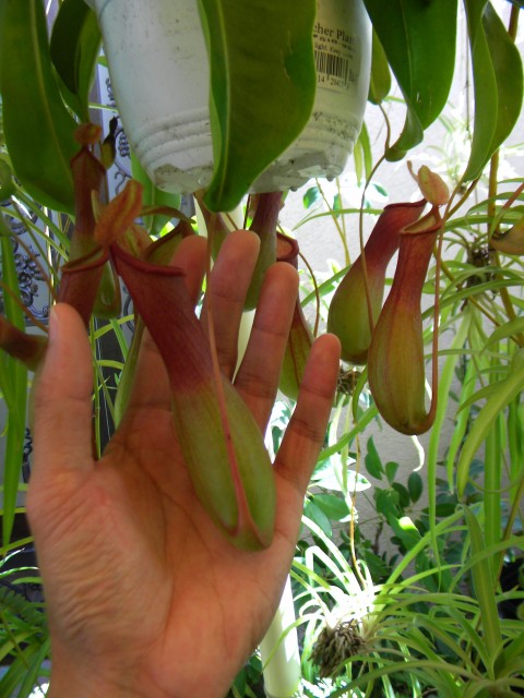 nepenthes?