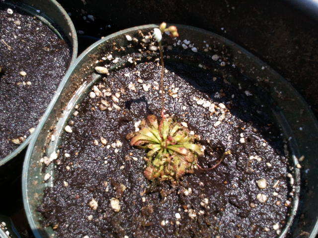 sundew