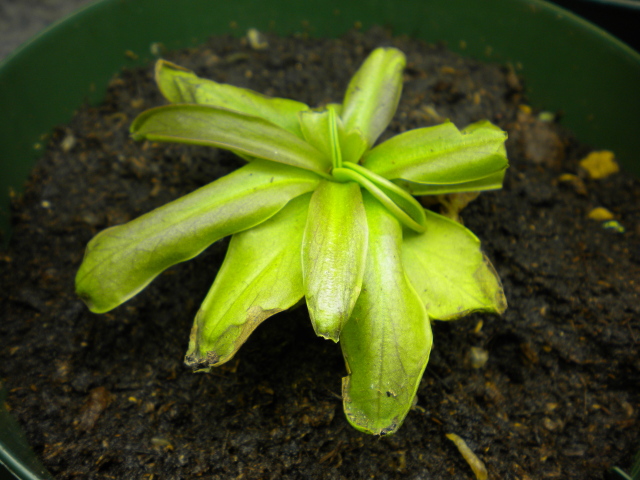 Browning Butterwort Leaves