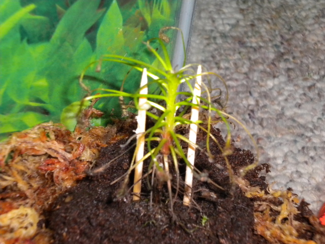 Sundew