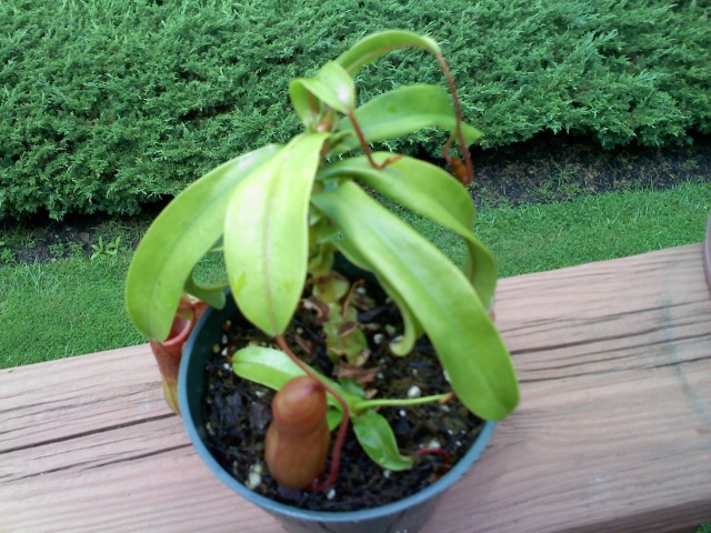 nepenthes Venticosa