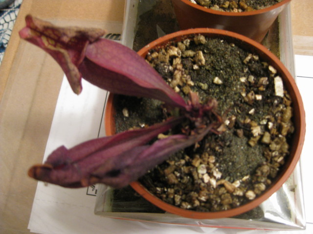 Sarracenia purpurea