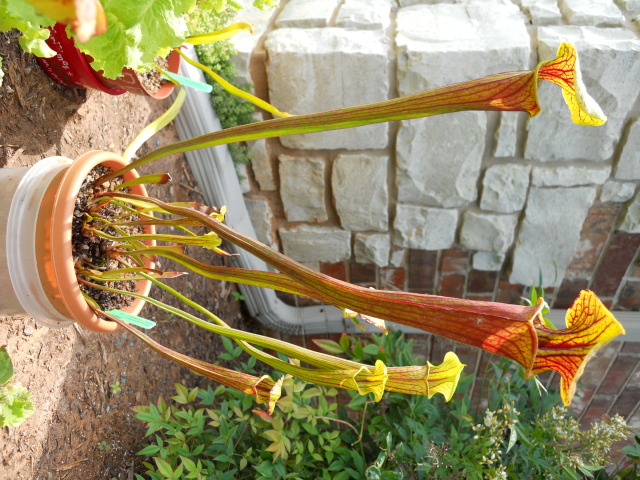 Sarracenia Flava