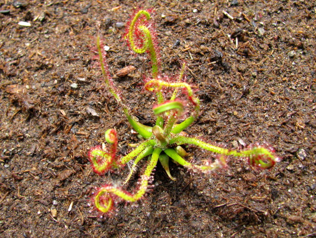 Florida Giant sundew strange growth