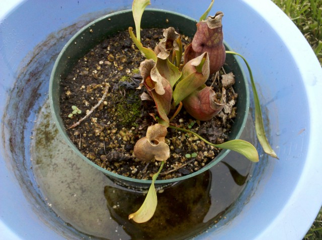 Sarracenia purpurea