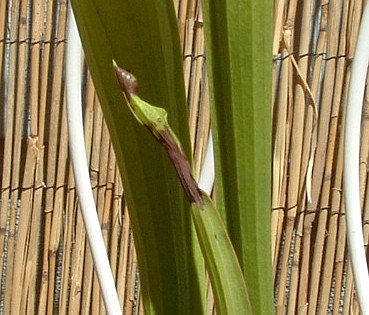 S. Flava Brown Spots