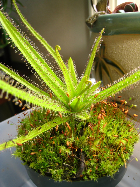 Drosera Regia