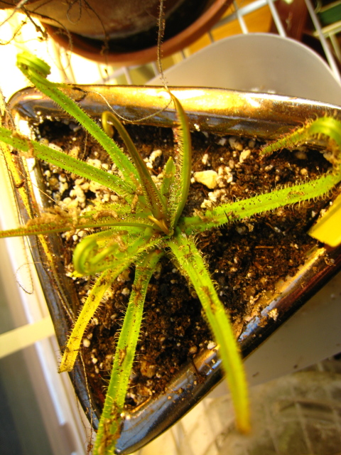 Drosera Regia