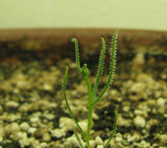 Dewy Pine seedling