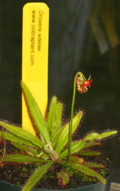 Drosera Adelae