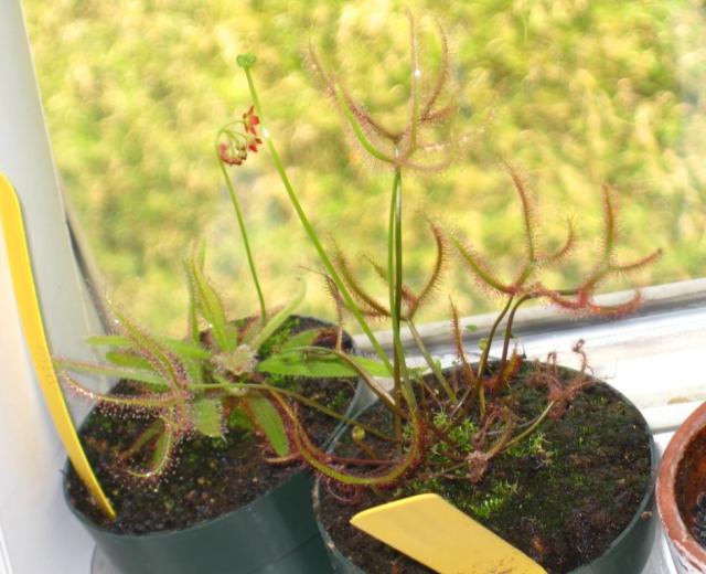 Drosera Adelae and Drosera Multifida