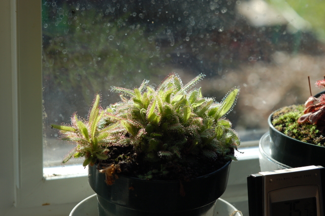 Drosera adelae