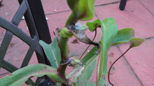 Nepenthes Pests