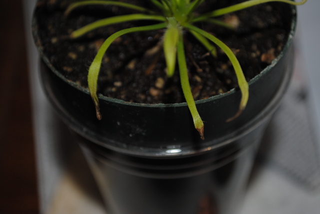 drosera capensis