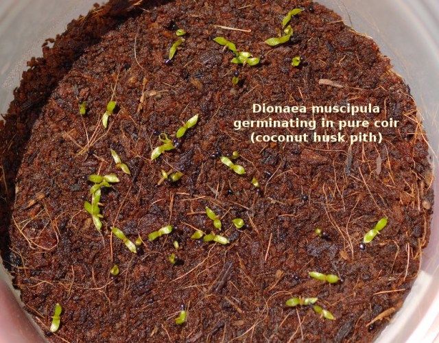 Dionaea-in-coir