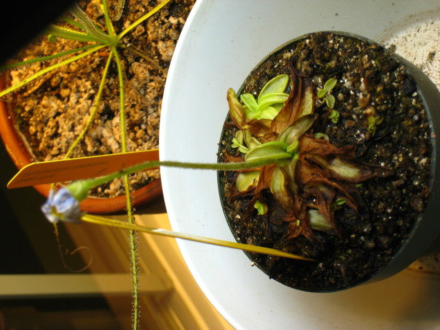 Ailing P. Primuliflora