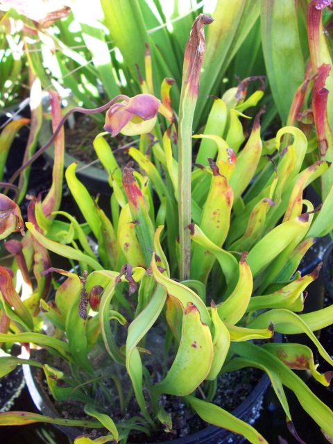 Strange Pitchers