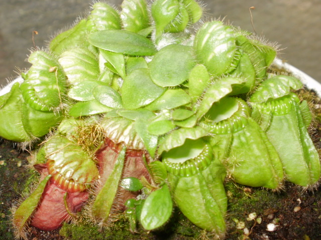 Cephalotus typical