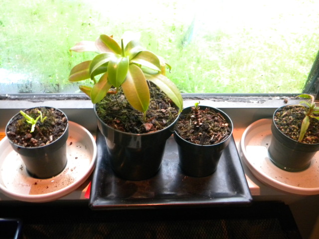 Windowsill Plants