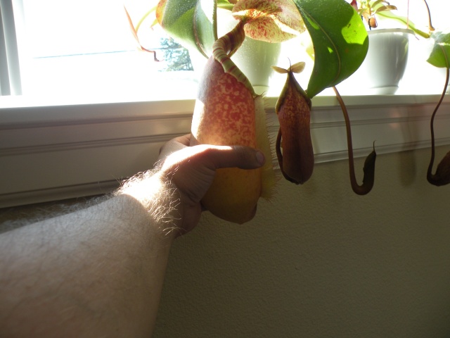 Nepenthes Caesar