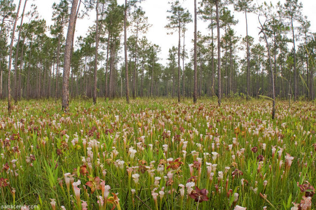 Field of Sarracenia leucophylla