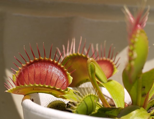 Young and colorful Venus Flytrap