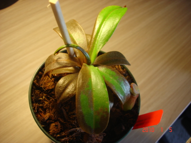 Nepenthes Ventricosa Browning