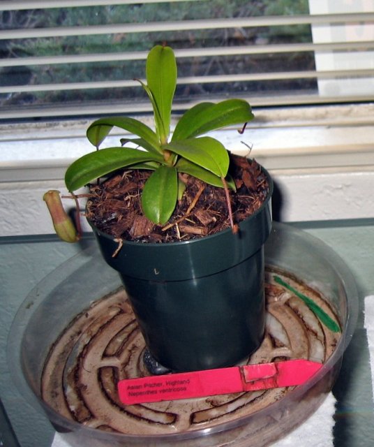 Nepenthes ventricosa