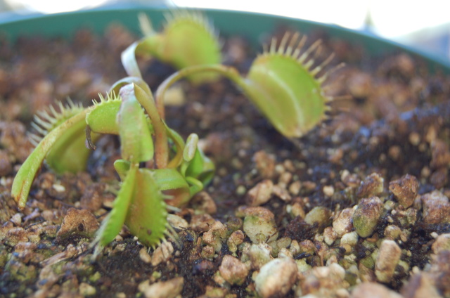 VFT