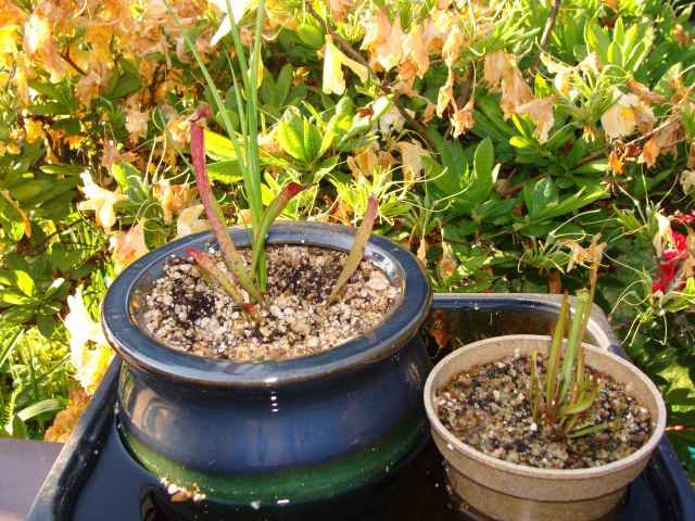 pitcher plant