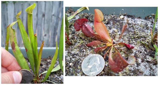 Sarracenia ssp