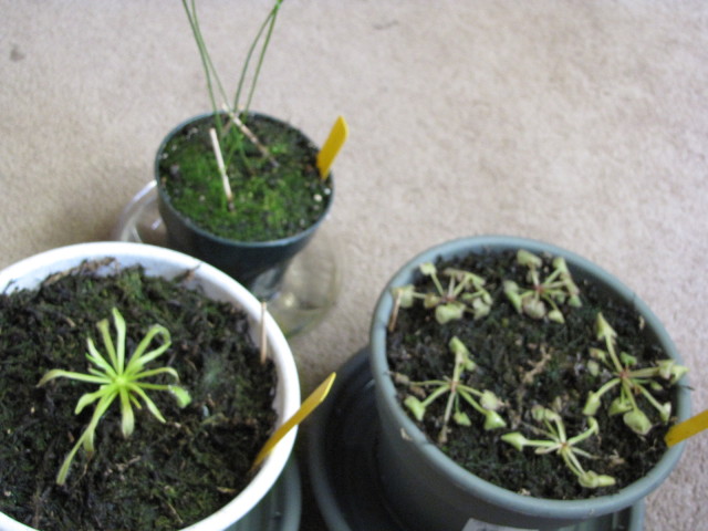 Drosera pathetica