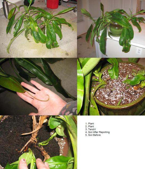 Monster Plant