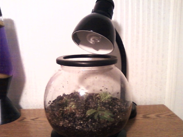 Terrarium