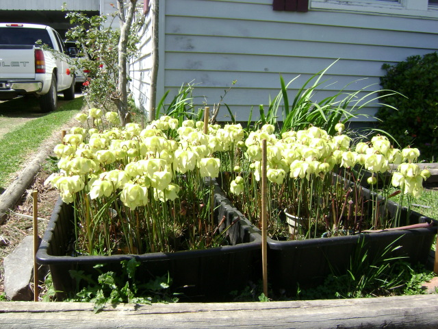 S. alata in bloom