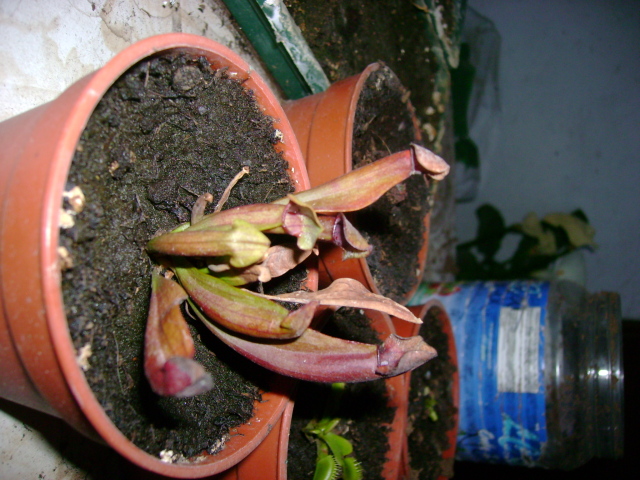 Sarracenia hybrid