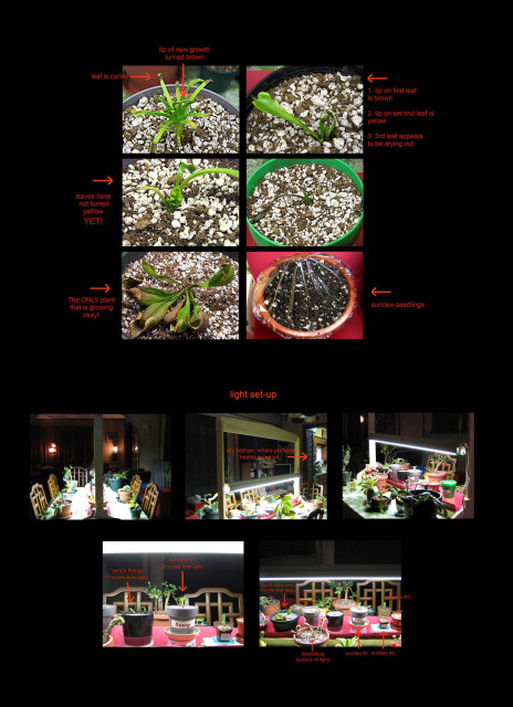 Plants and Light Set-up